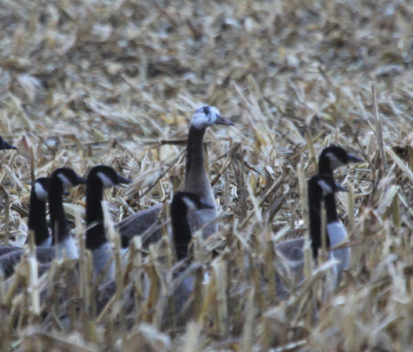 Hybrid goose