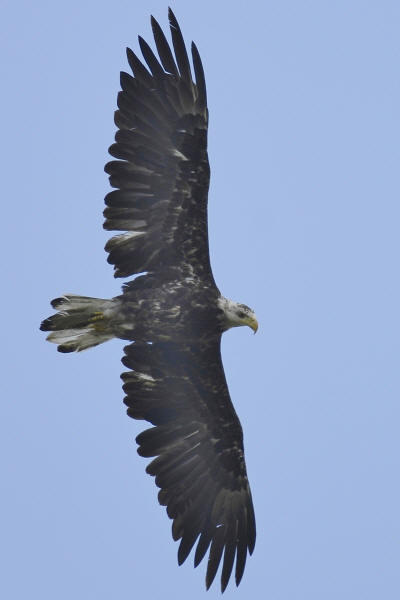 Immature Bald Eagle