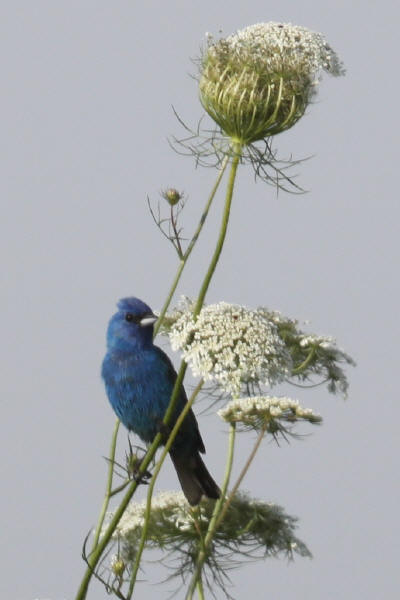 Indigo Bunting