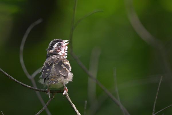 Juvenile Rose-breasted Grosbeak