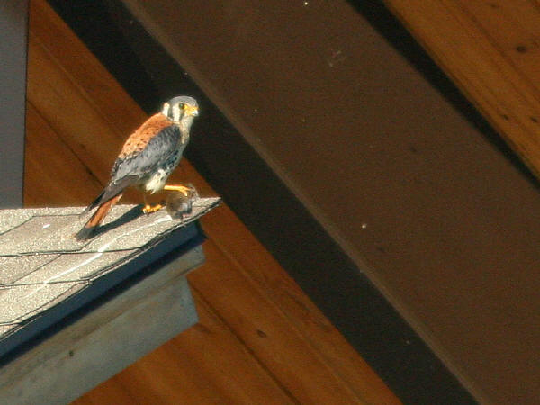 American Kestrel