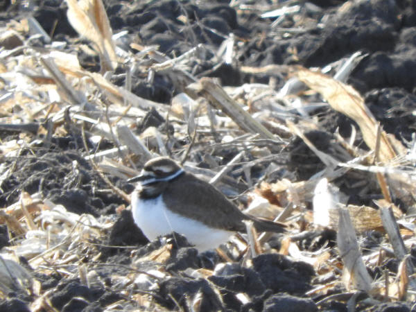 Killdeer