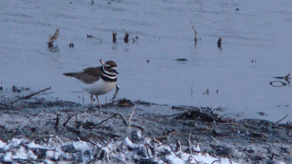 Killdeer