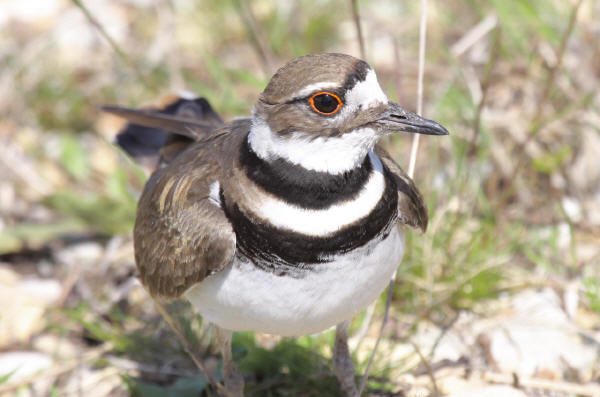 Killdeer