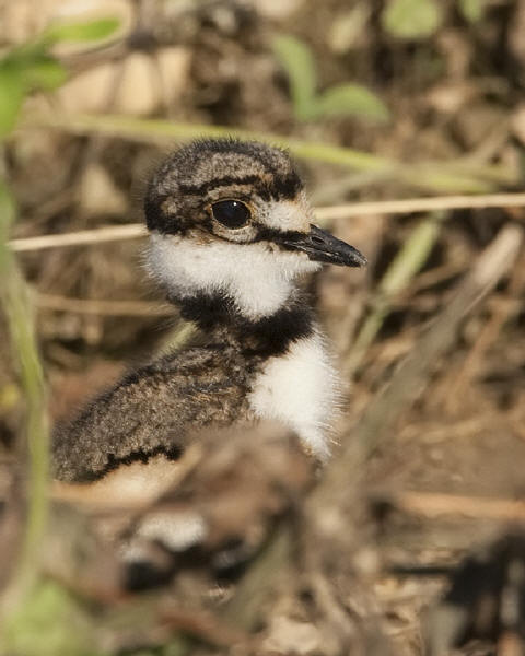 Killdeer chick