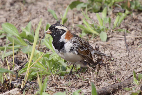 Lapland Longspur