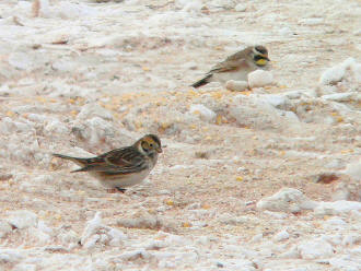 Lapland Longspur and Horned Lark