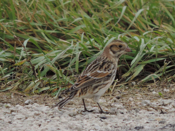 Lapland Longspur