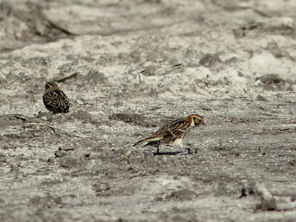 Lapland Longspurs