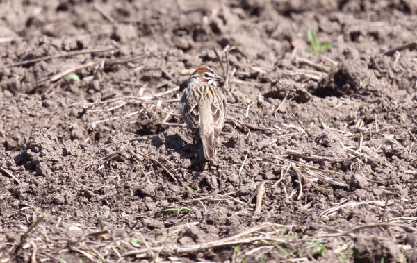 Lark Sparrow