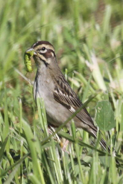 Lark Sparrow