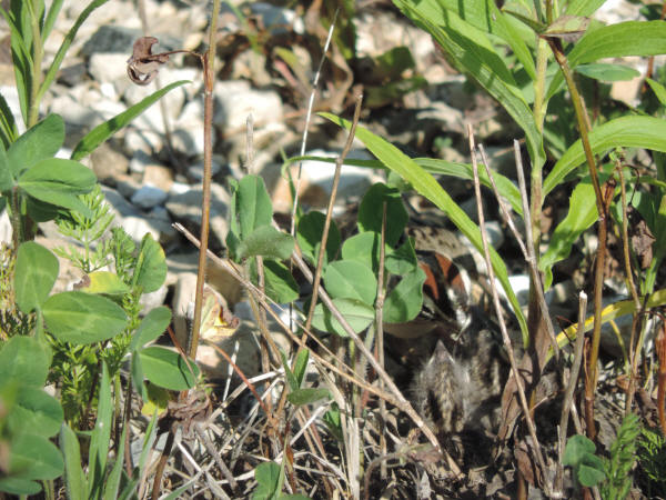 Lark Sparrows