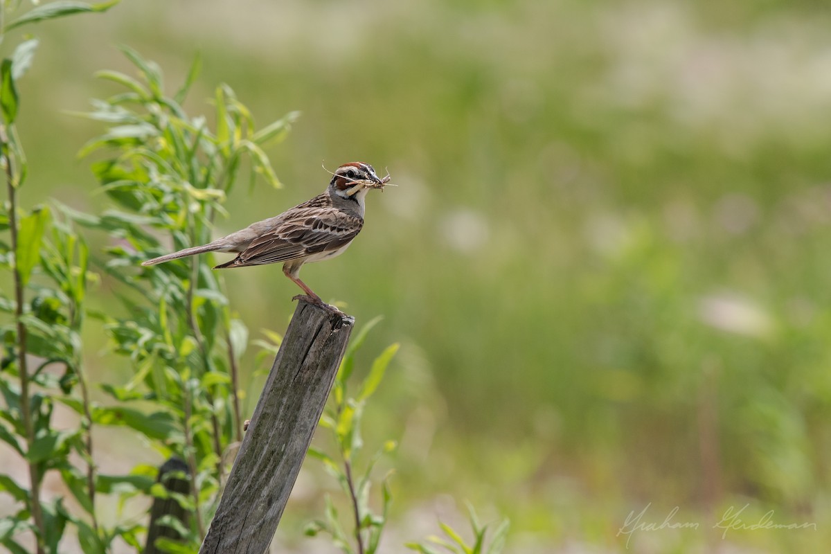 Lark Sparrow