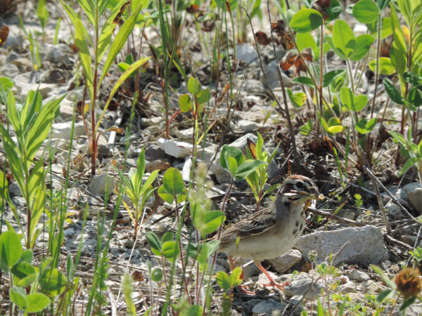 Lark Sparrow