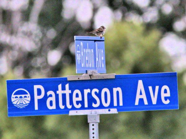 Lark Sparrow