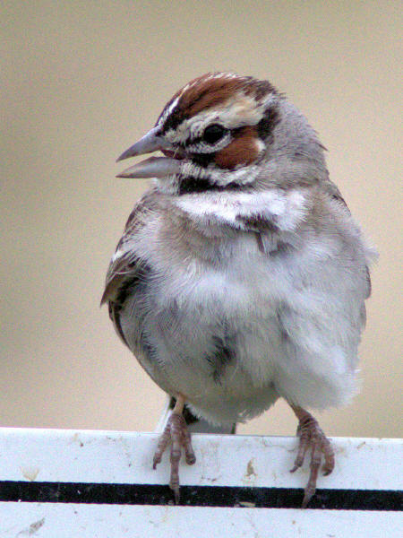 Lark Sparrow