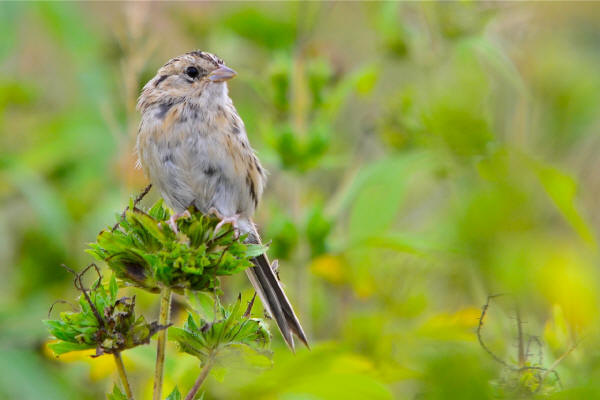 Le Conte's Sparrow