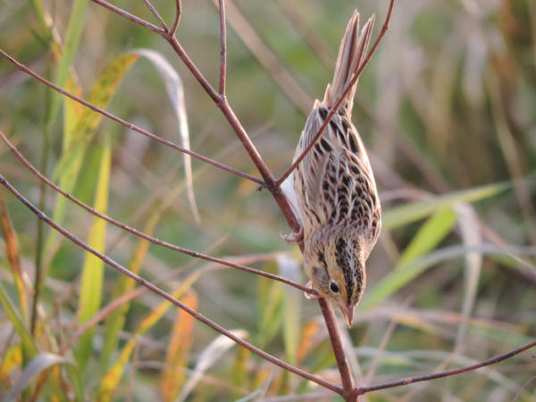 Le Conte's Sparrow