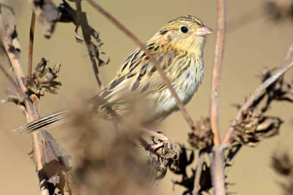 LeConte's Sparrow