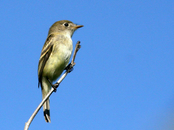 Least Flycatcher