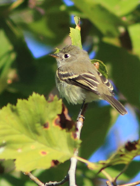 Least Flycatcher