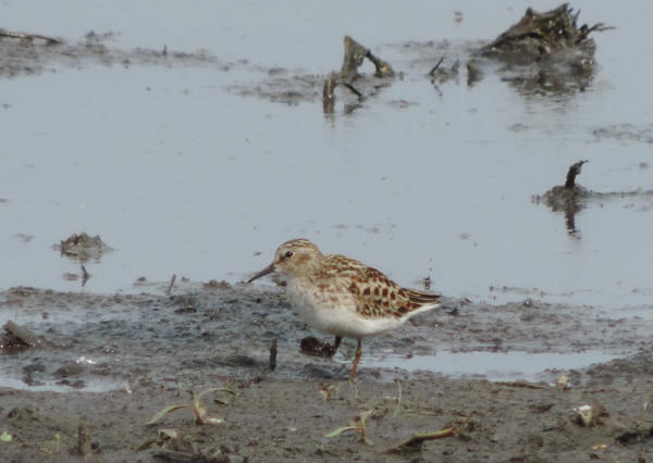 Least Sandpiper