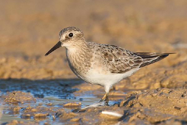 Baird's Sandpiper