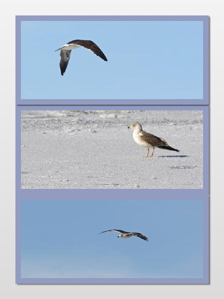 Lesser Black-backed Gull