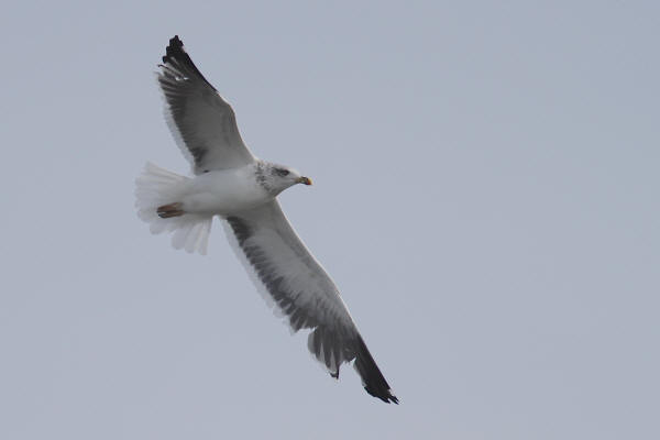 Lesser Black-backed Gull