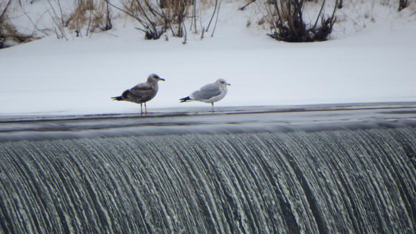 Lesser Black-backed Gull