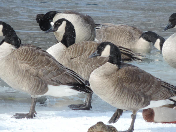 Lesser Canada Goose 