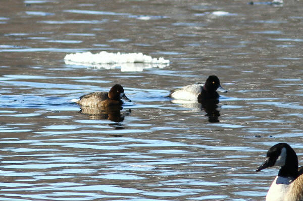 Lesser Scaup