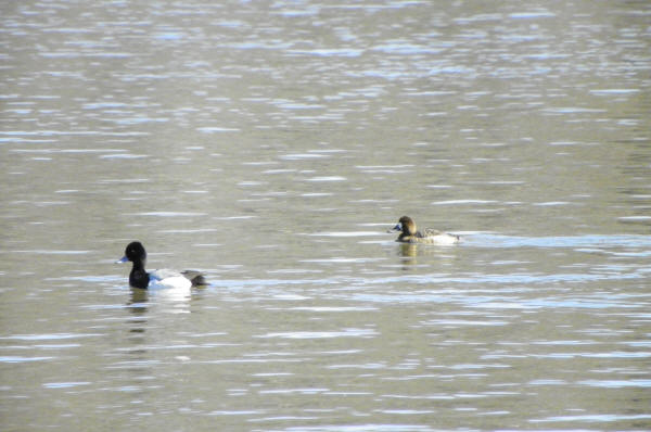 Lesser Scaup