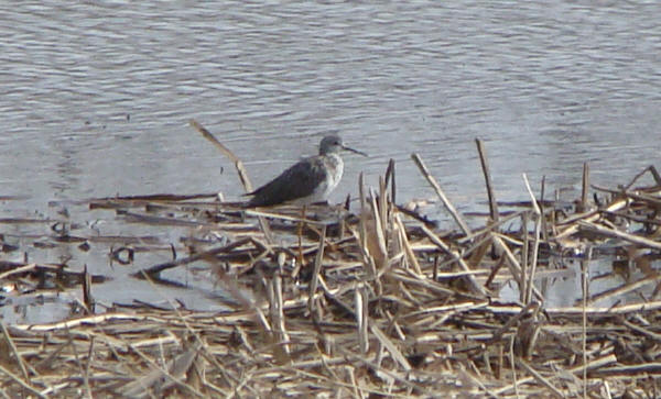 Lesser Yellowlegs