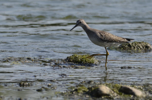 Lesser Yellowlegs