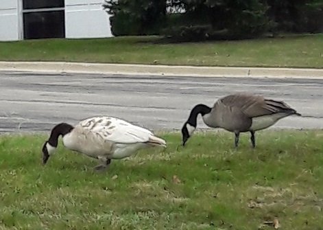 Leucistic Canada Goose