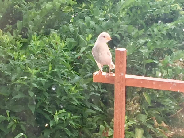 Leucistic Sparrow