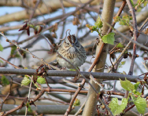 Lincoln's Sparrow