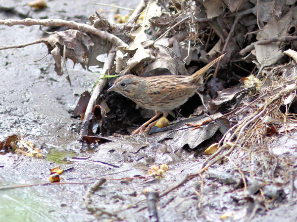 Lincoln's Sparrow