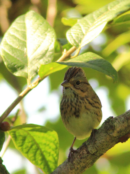 Lincoln's Sparrow