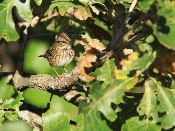 Lincoln's Sparrow