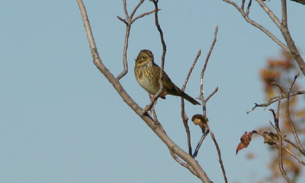 Lincoln's Sparrow