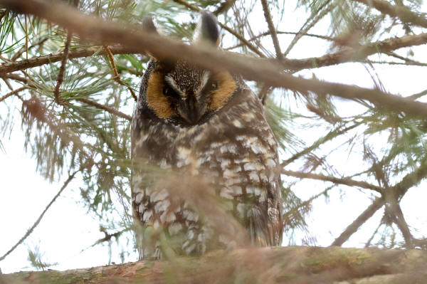 Long-eared Owl