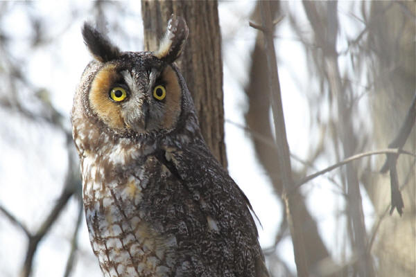 Long-eared Owl