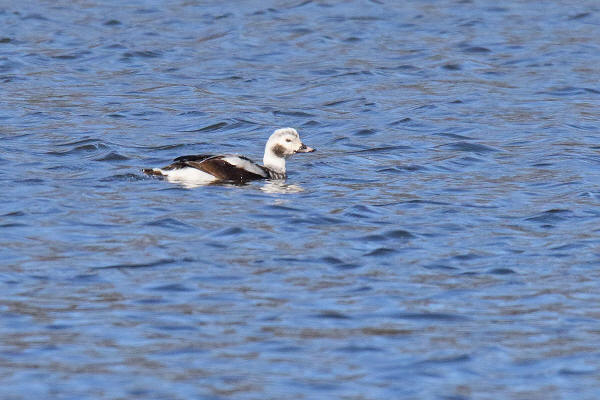 Long-tailed Duck