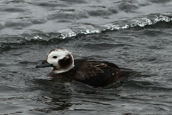 Long-tailed Duck