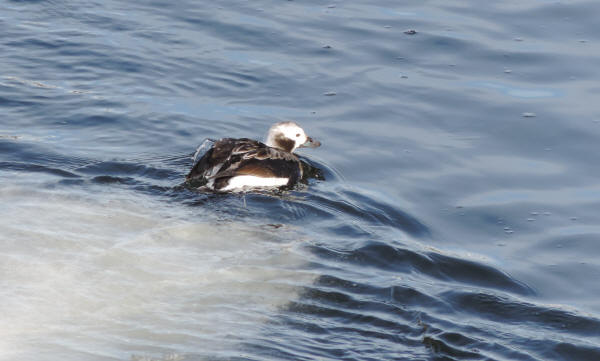 Long-tailed Duck