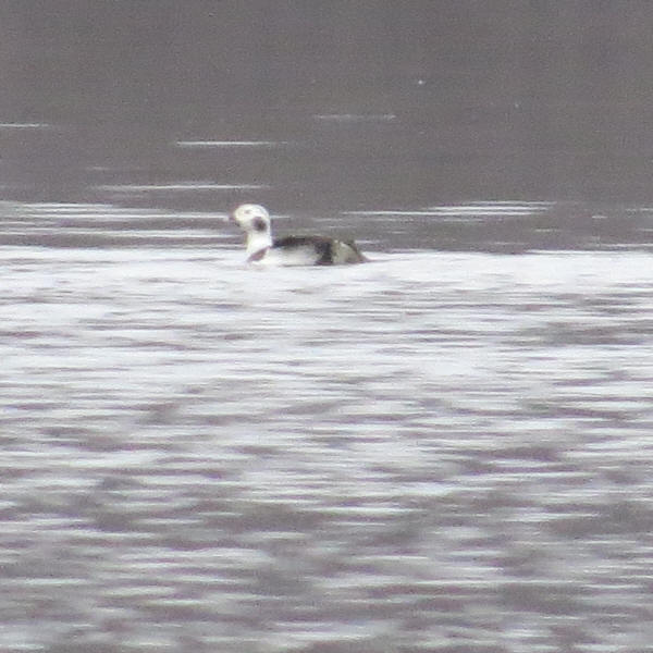 Long-tailed Duck