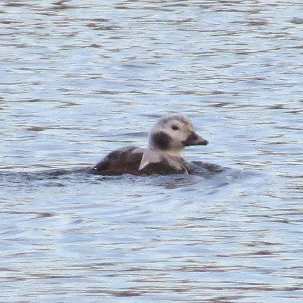 Long-tailed Duck