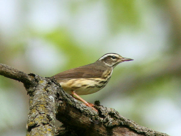 Louisiana Waterthrush